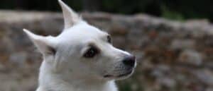 Norwegian Buhund close-up